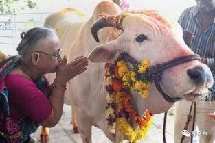 国产牛牛,探寻中国牛肉产业的崛起之路